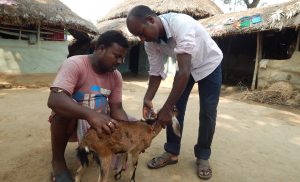 Biswajit (R) treating a goat