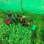Cluster nurseries – a source of healthy plant saplings for nutrition gardens